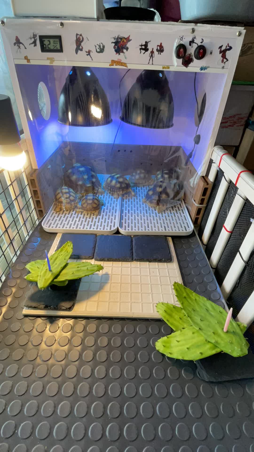 @琰 𝓛𝓸𝓷𝓰來了🐉〽️蘇卡達sulcata陸龜
