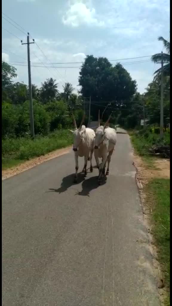 @ಭರತ್ ಗೌಡ್ರು