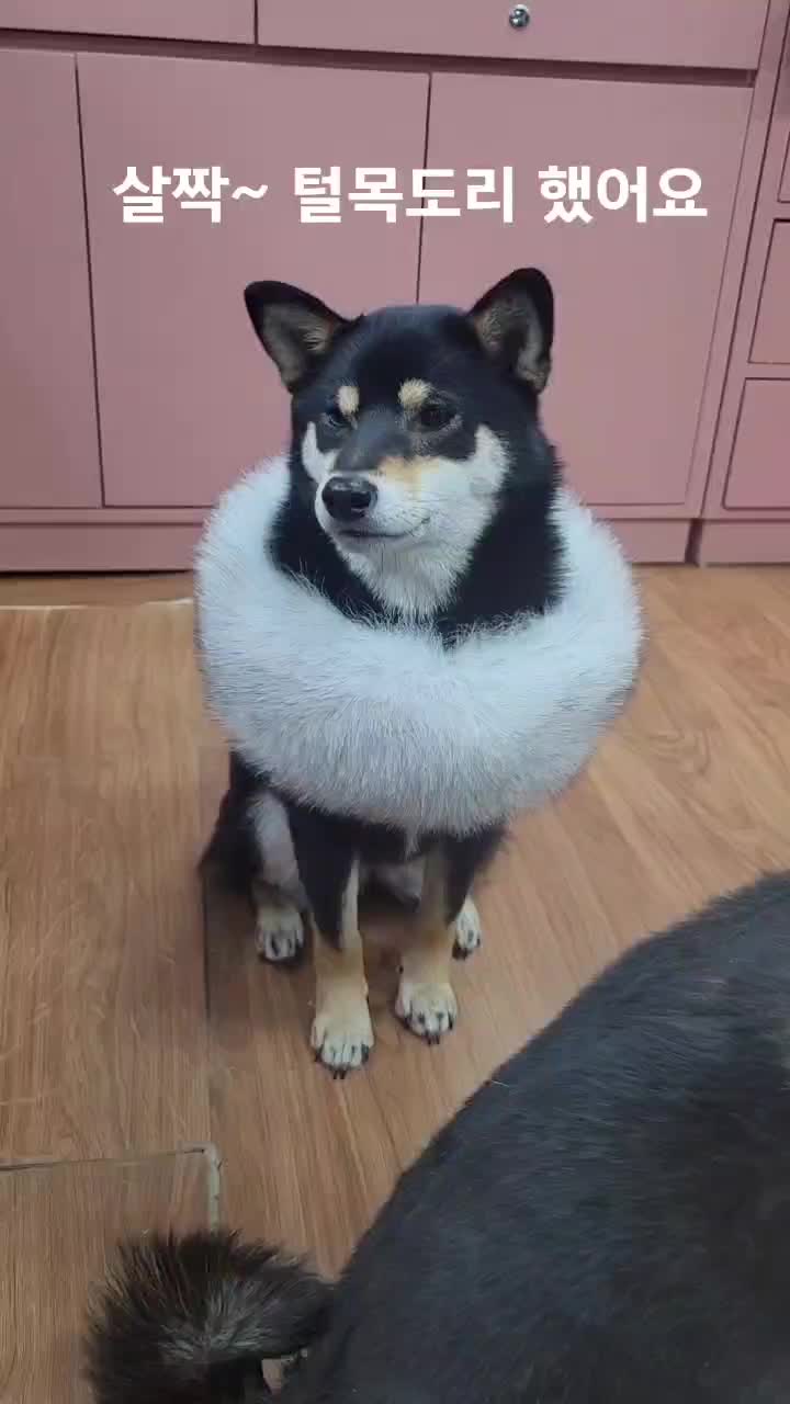 @연탄똘이