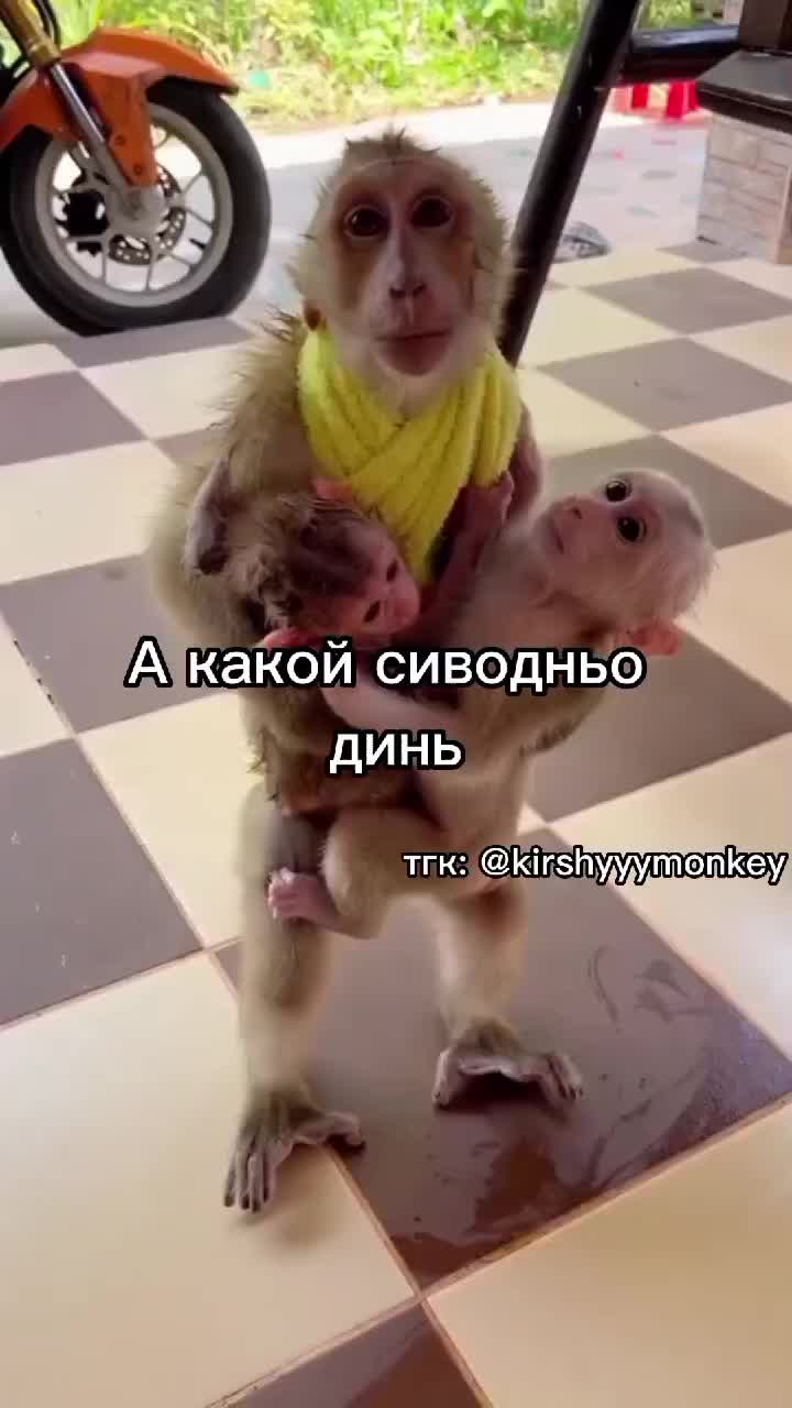 @🍌Киршу Монке🍌