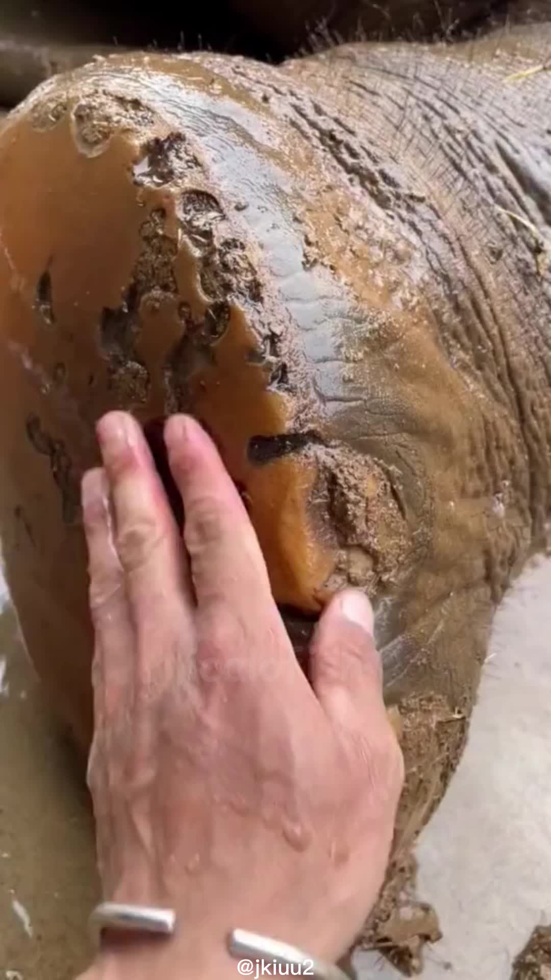 @icalofish