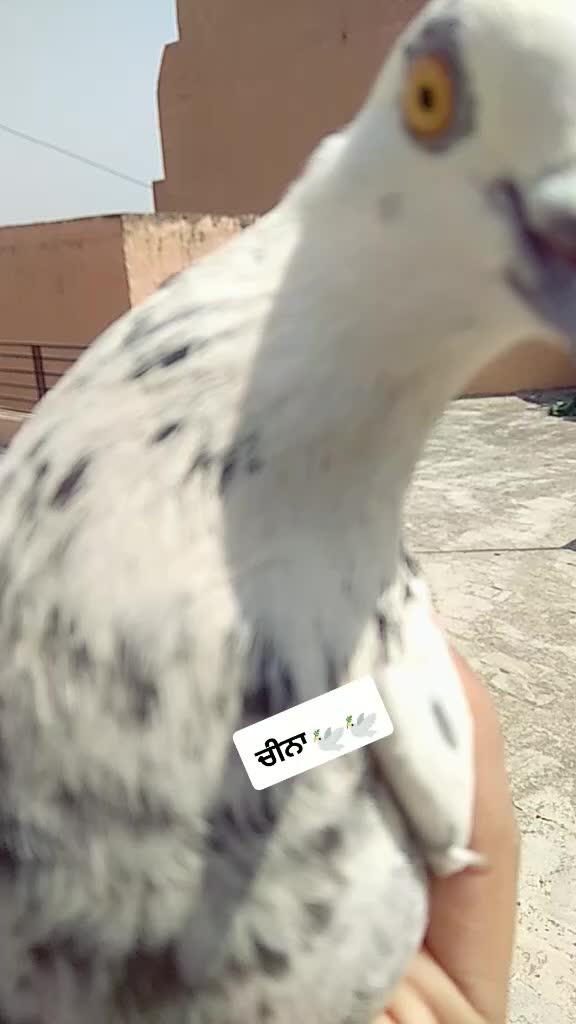 @user62700360440