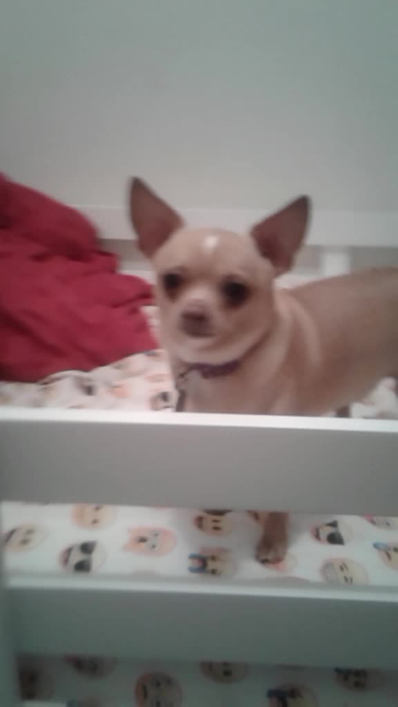@ellie.the.teacup.pup
