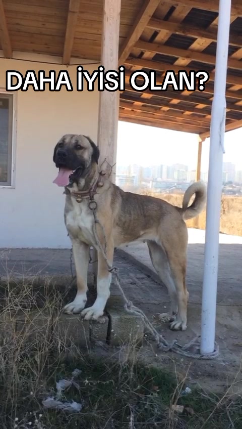 @Hello Bozkır