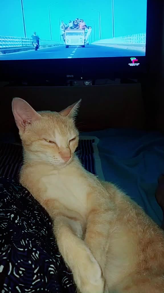 @കുഞ്ഞി..🐈