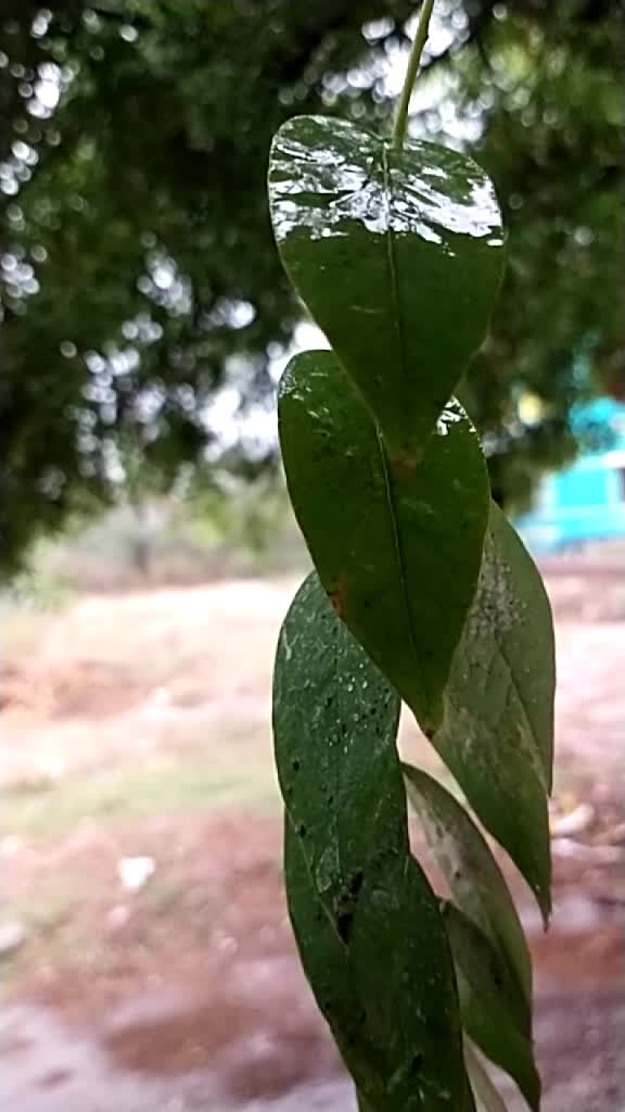 @Thanga Muniyandi