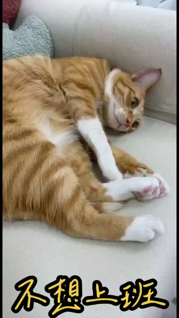 @柑仔弟弟