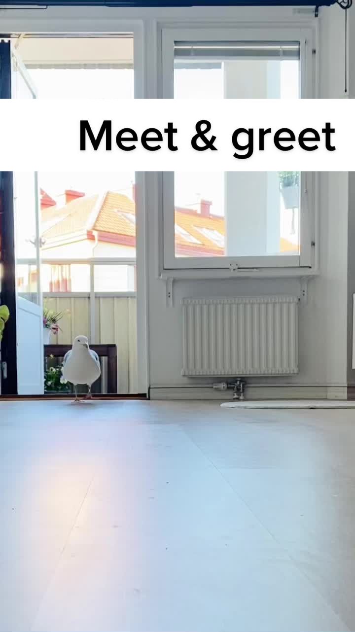 @Winston gull