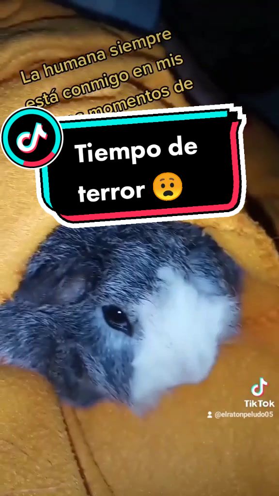 @elratón