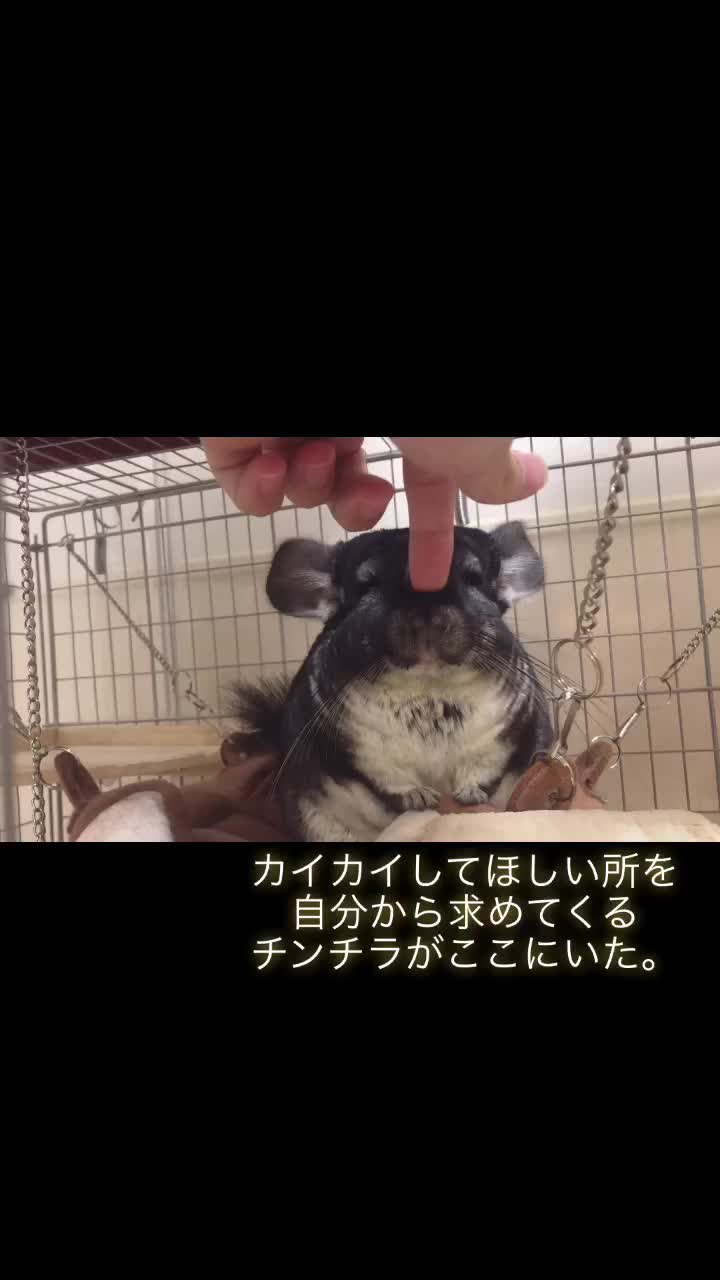 @ゆに♀チンチラ