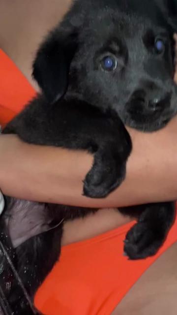 @Rescued stray dog and puppy’s