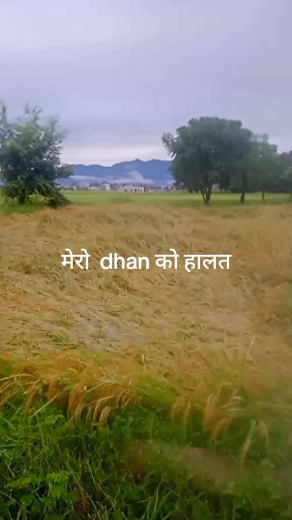 @dilu rasali