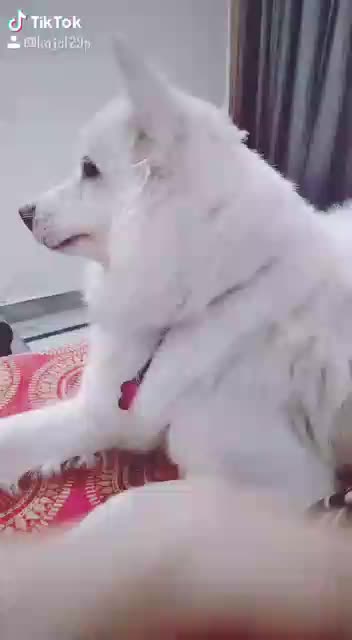 @cutipie_jaaz