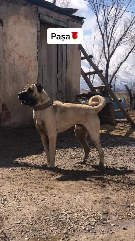 @Eray Sarıçiçek
