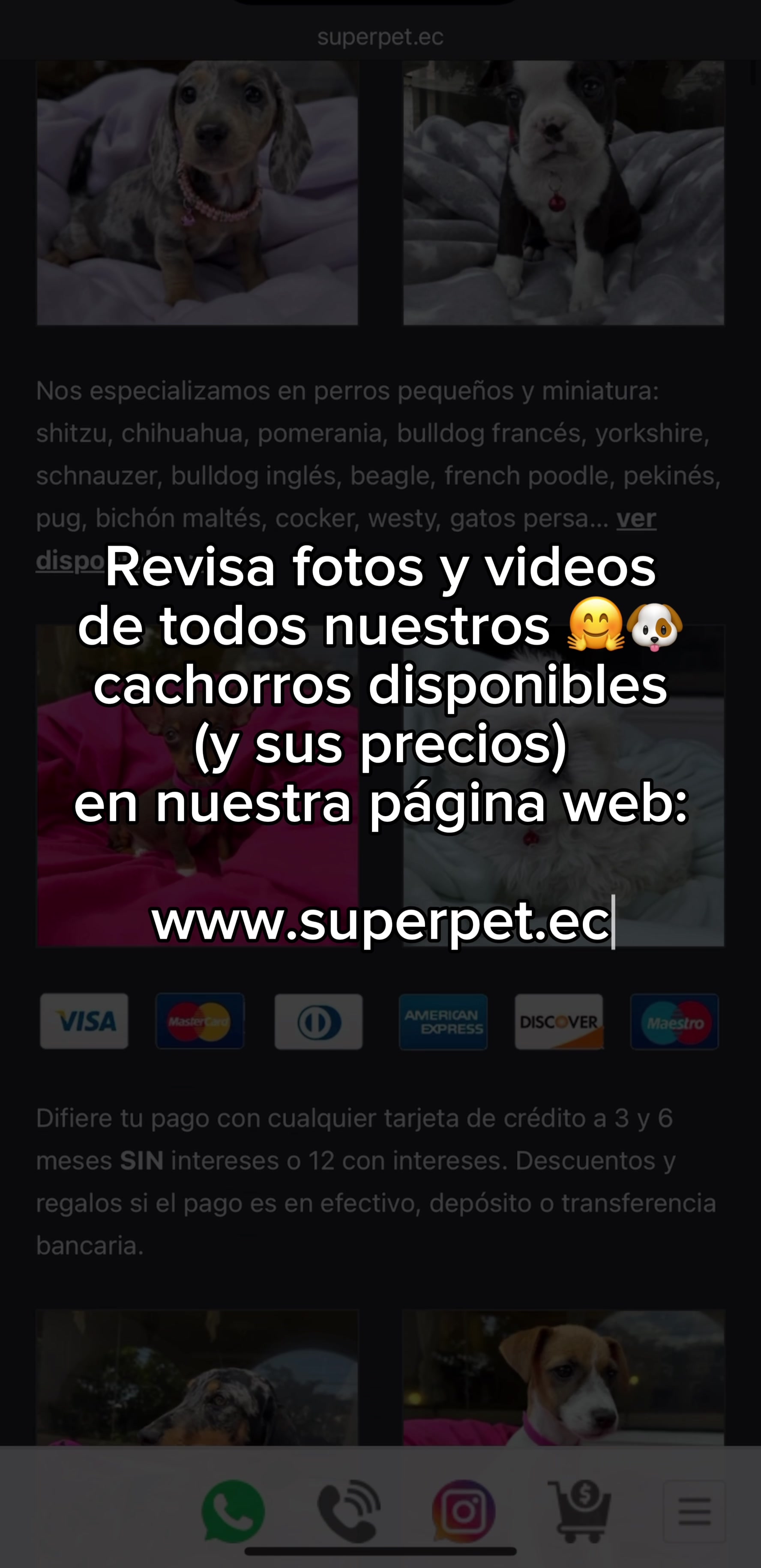 @Super Pet Ecuador 🇪🇨 🐶