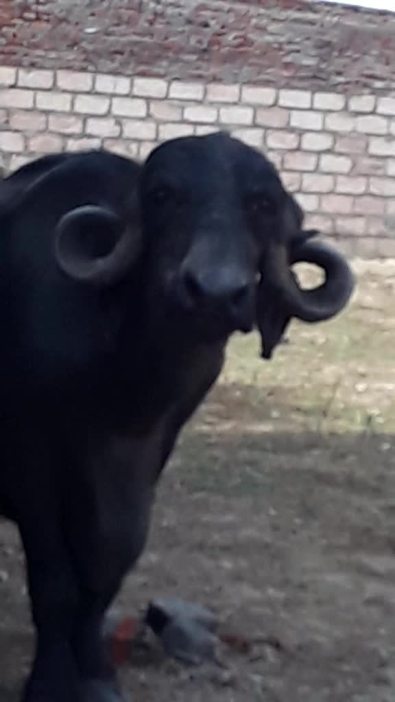 @😈 સભાડ 😈