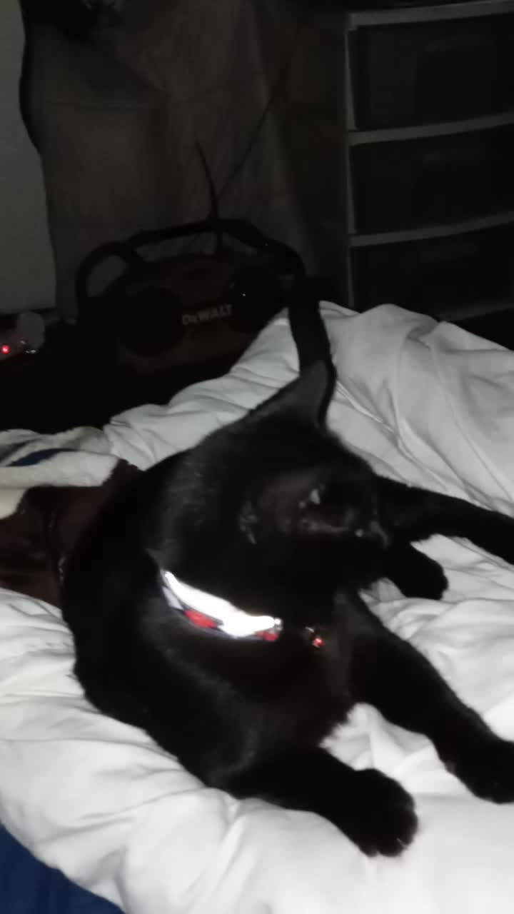 @catmommy