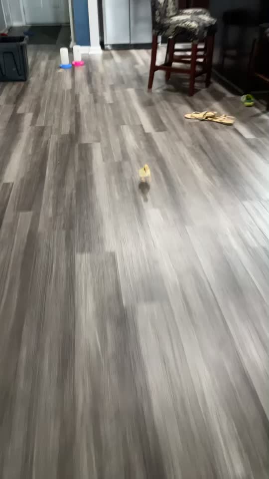 @Duckin_Around