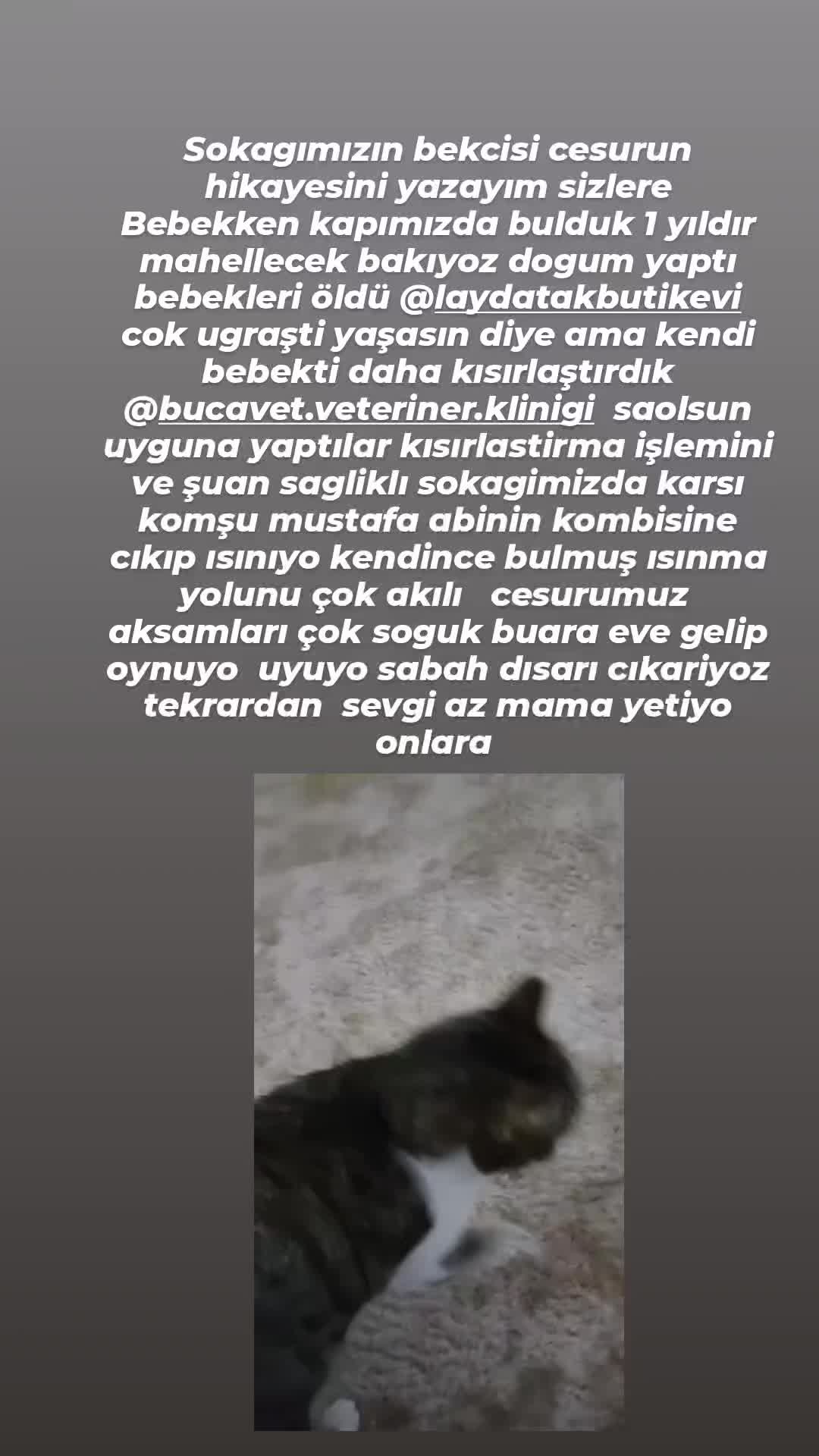 @Elif Enise Alançay