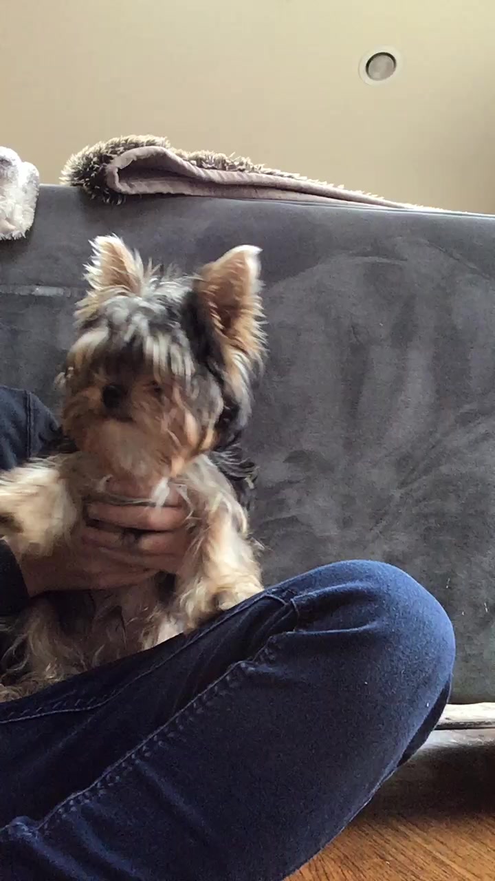 @Pet loverr