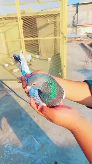 @🕊️PEGON🕊️