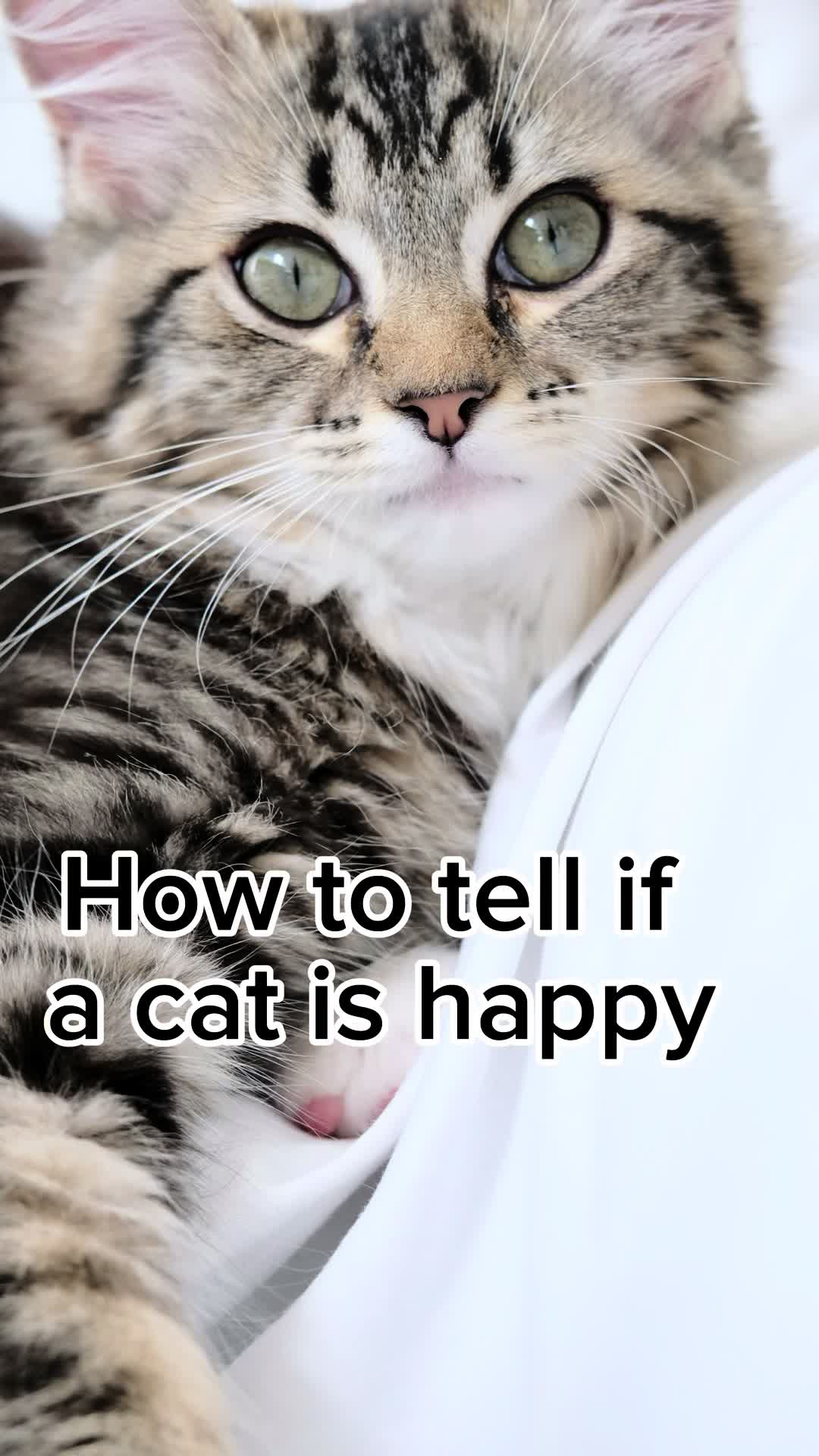 @mrsmeow