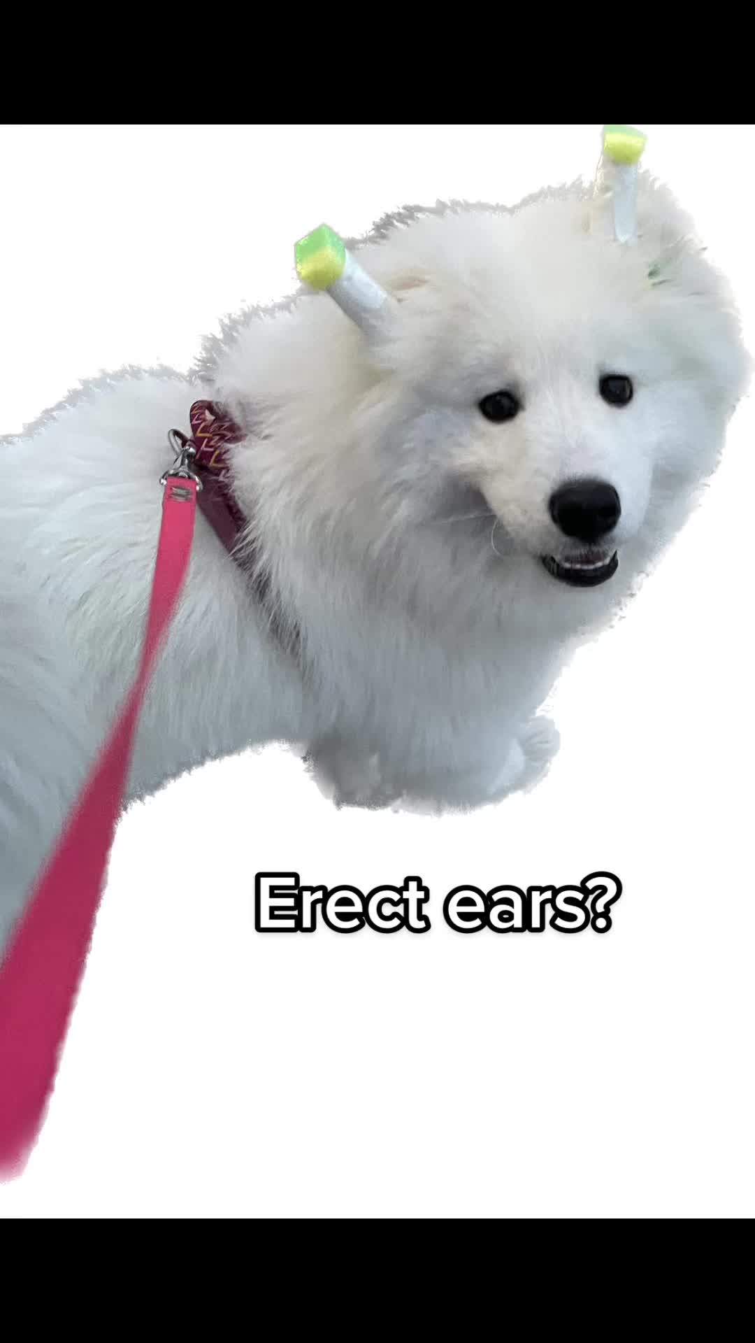 @Mendel the floppy-eared