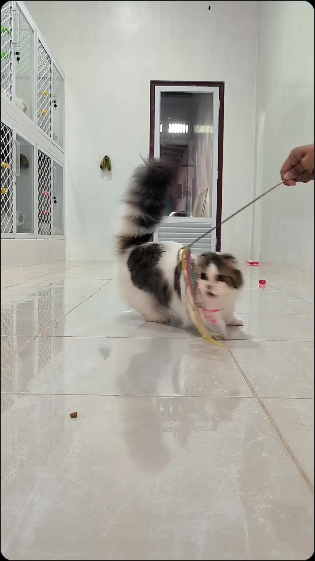 @RED WHITE PETSHOP
