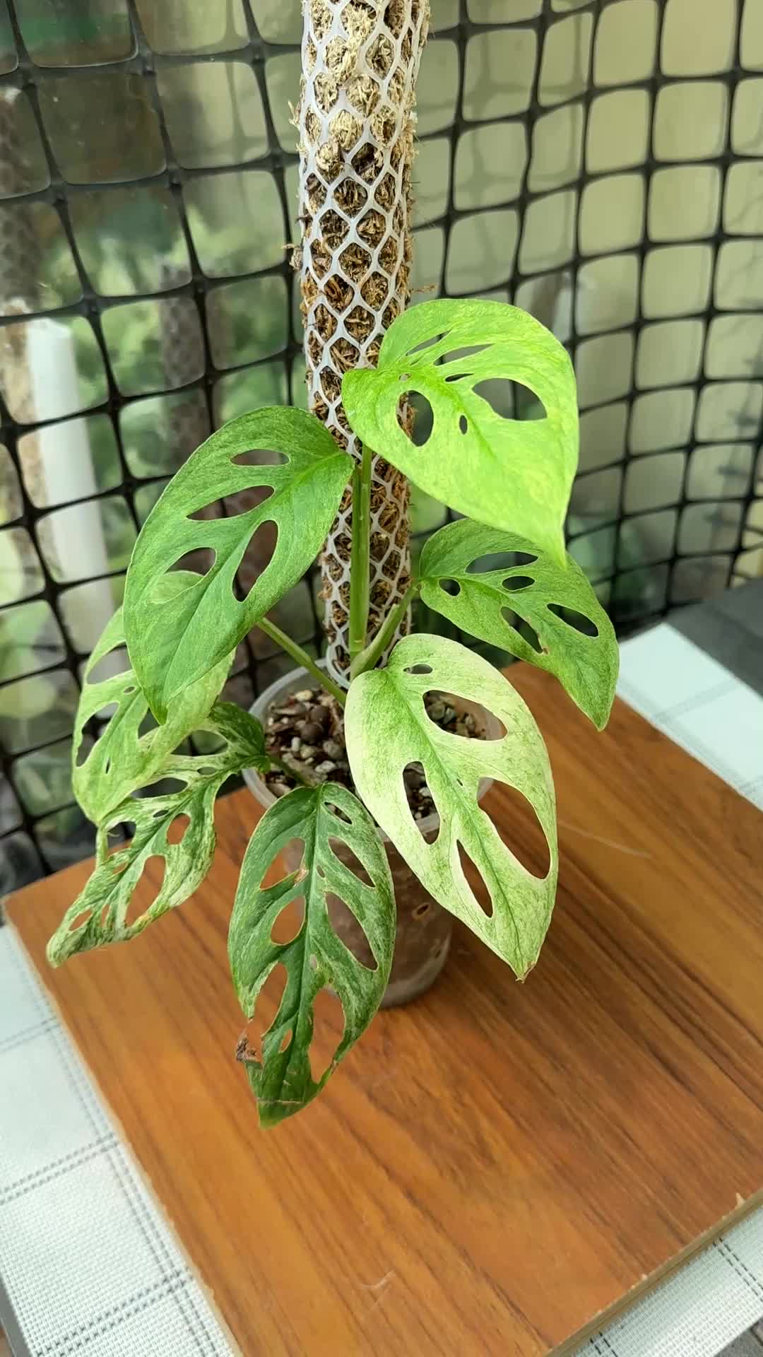 @A piece of green
