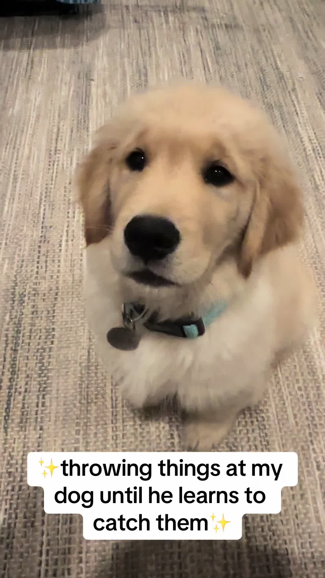 @rigatoni_thegolden