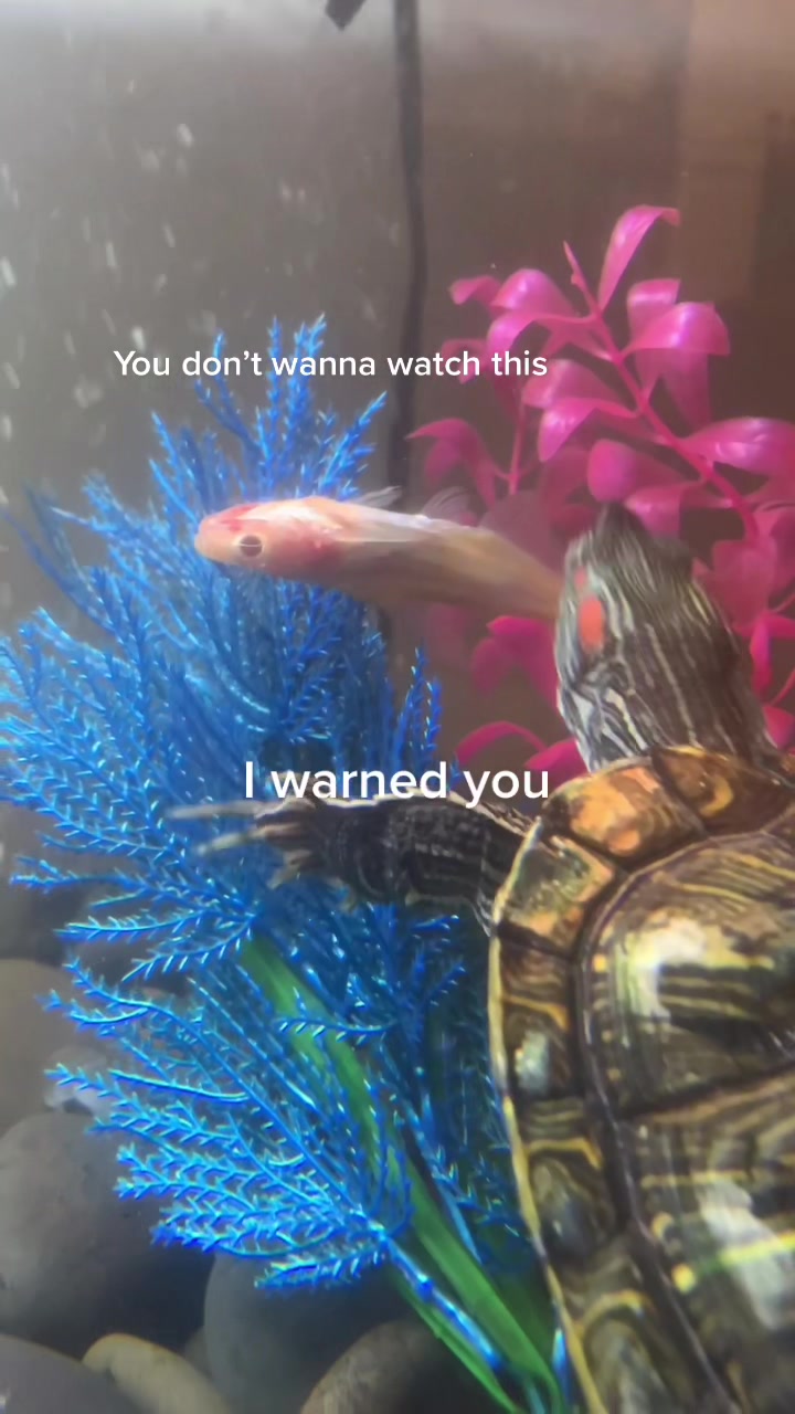 @lil t