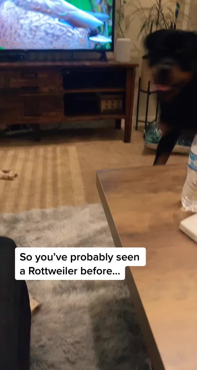 @Pluto the Rottie