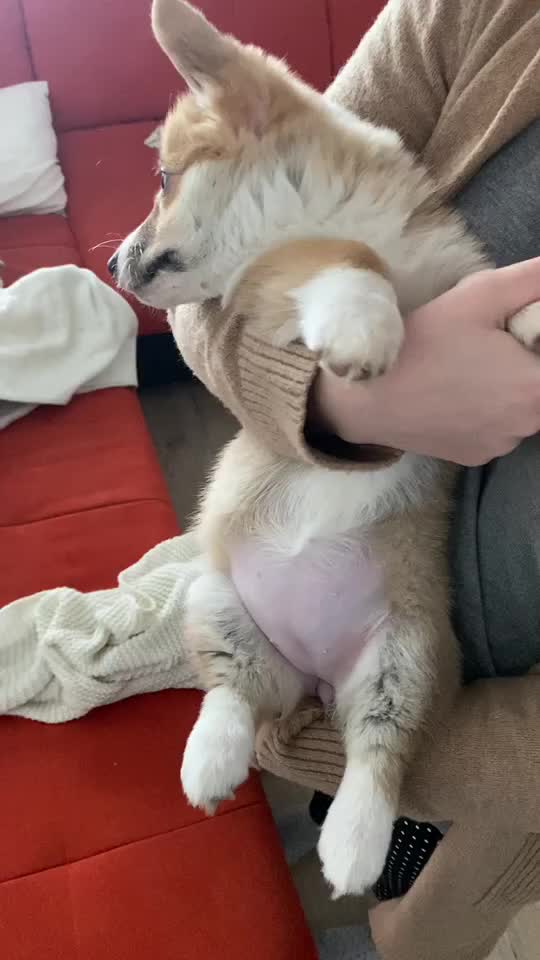 @jasminkathecorgi