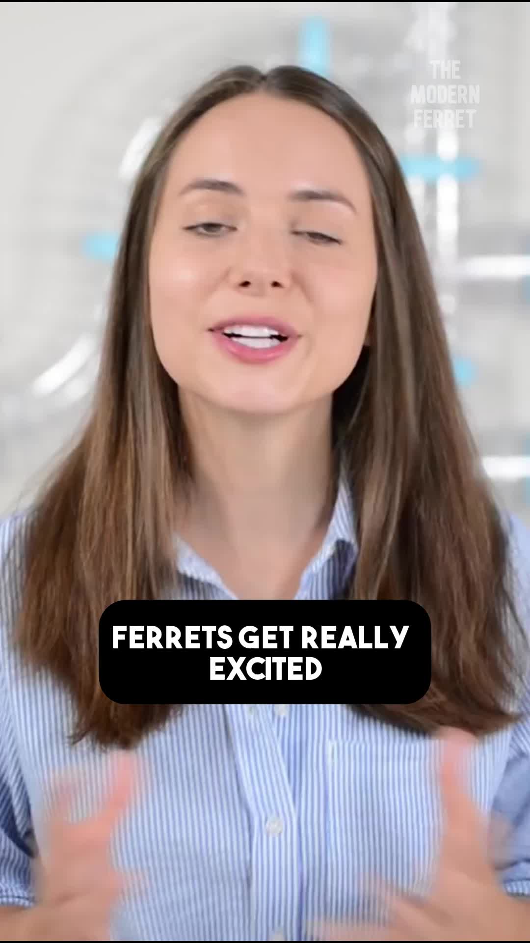 @Mr. Moose the Famous Ferret