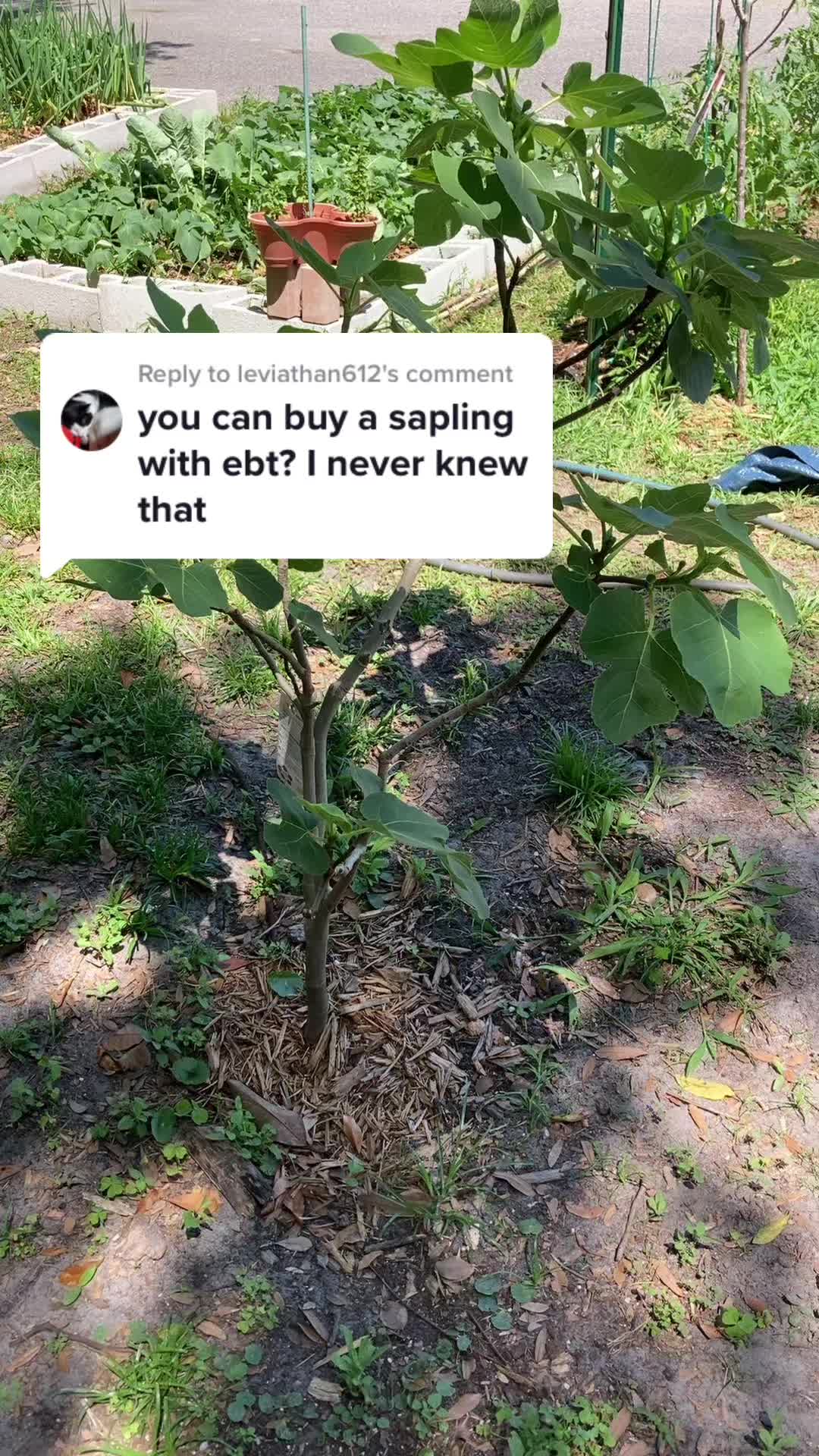 @Permaculture Grandma Melanie