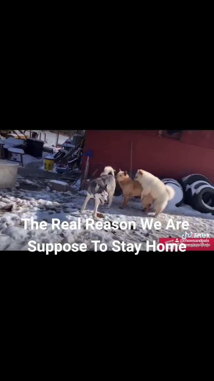 @chowsandpals