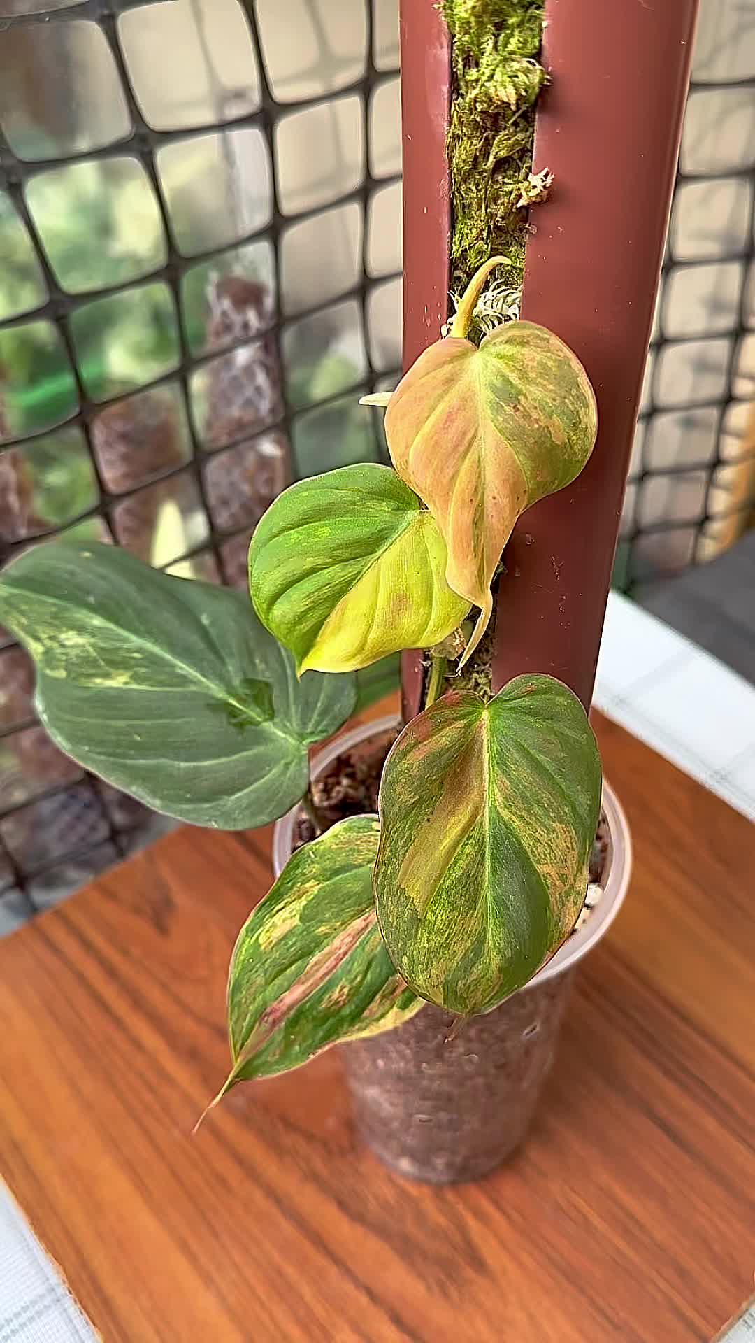 @A piece of green