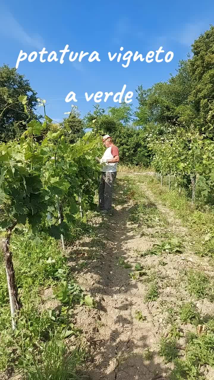 @mirta