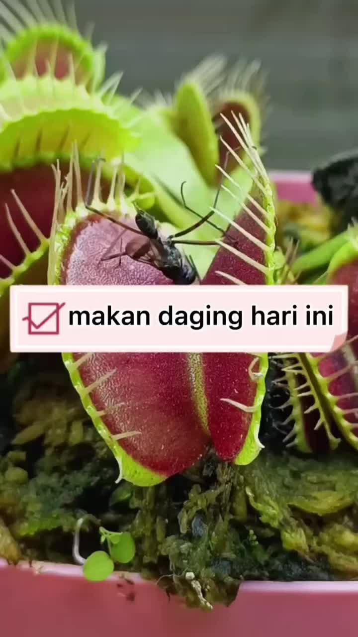 @qinta125