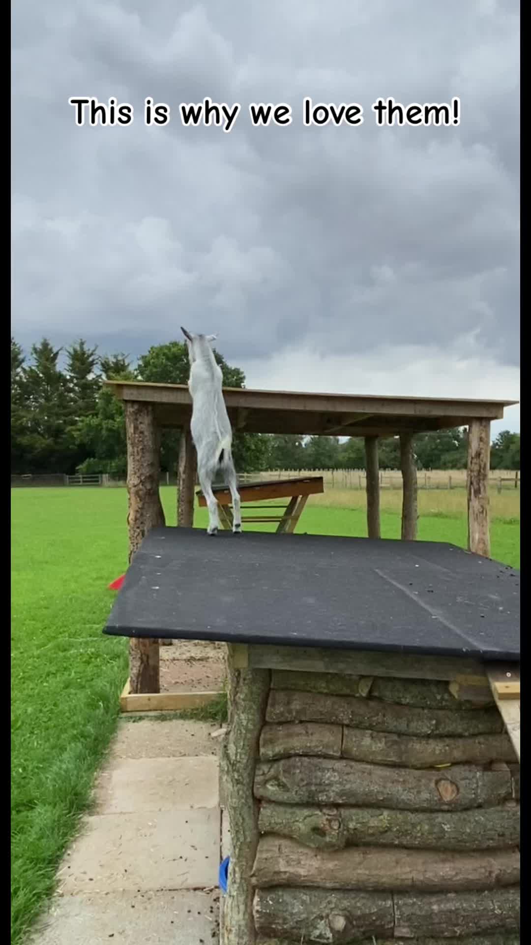 @GiddyAboutGoats