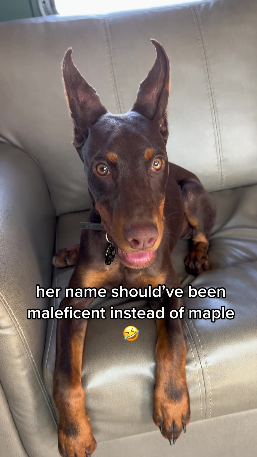 @🦇 maple mae 🦇