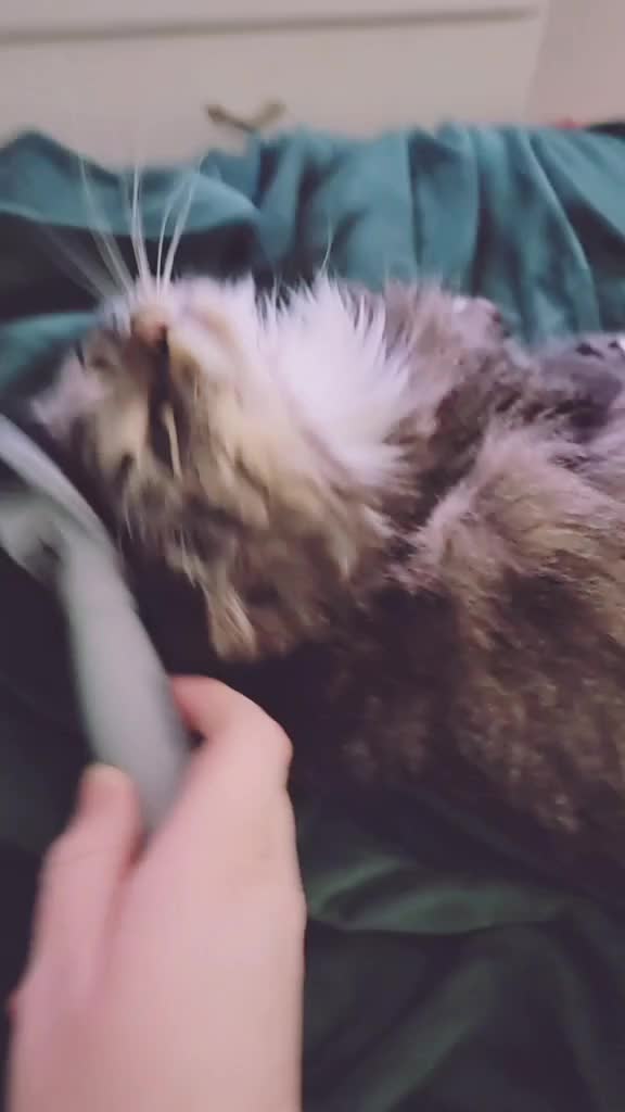 @Ardent Props