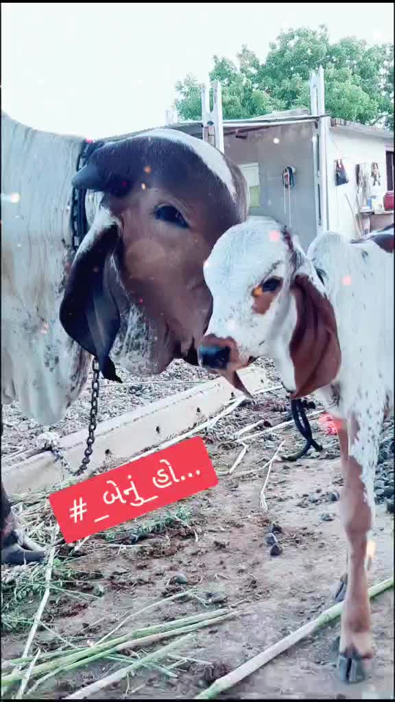 @vishal_ mundhava_ 88