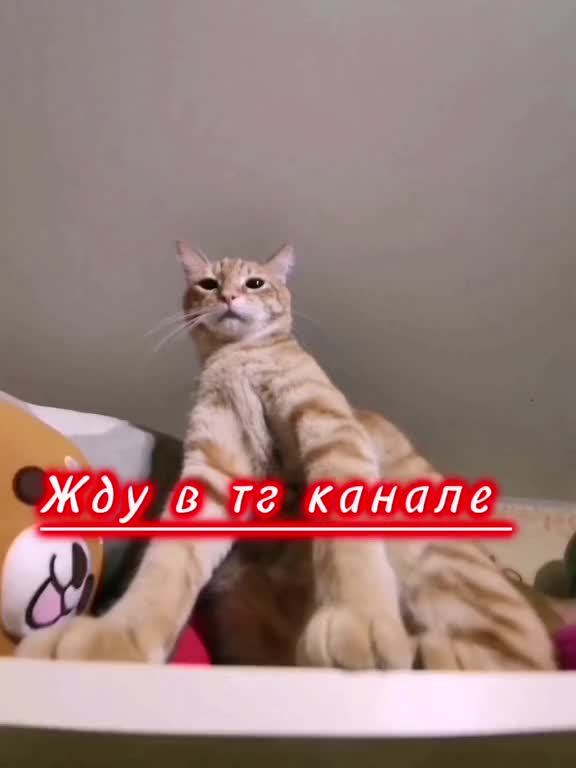 @Пбиджик