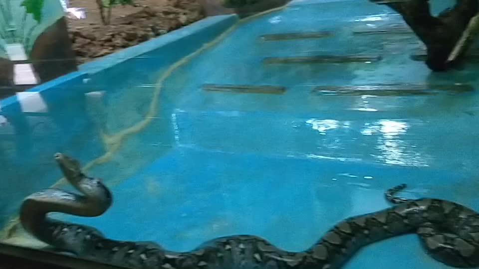 @varunvachis