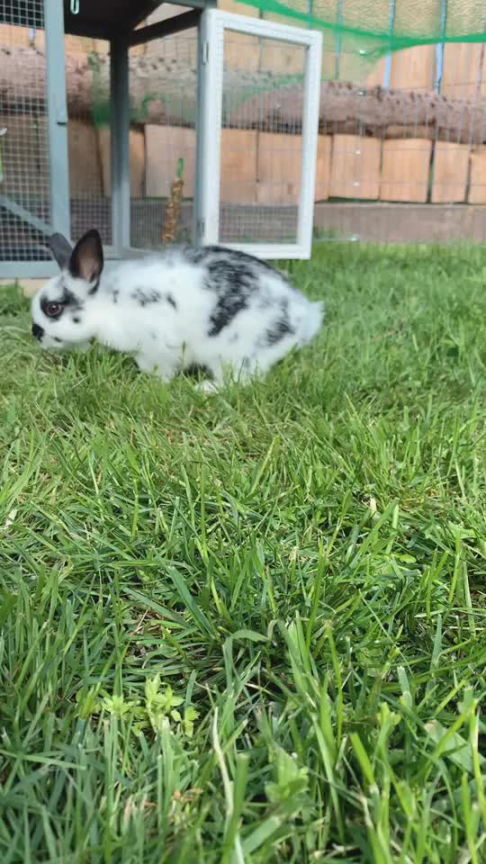 @little.bunny.cuties