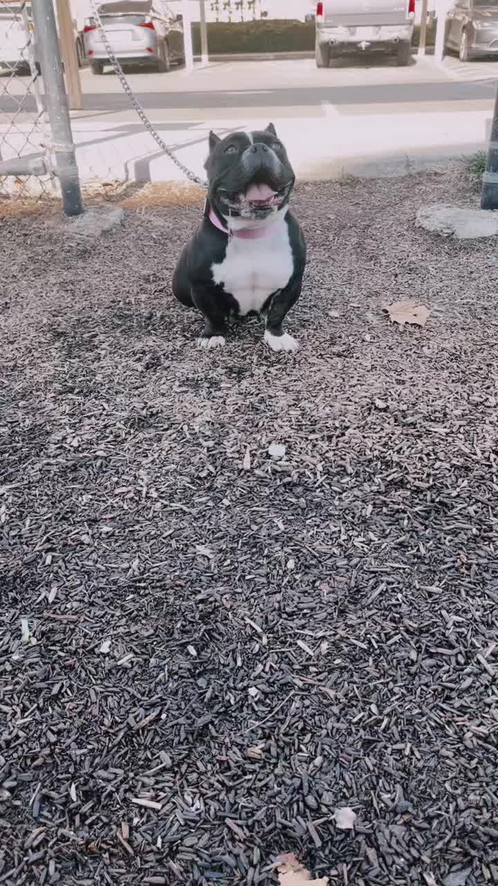 @illwestbullys