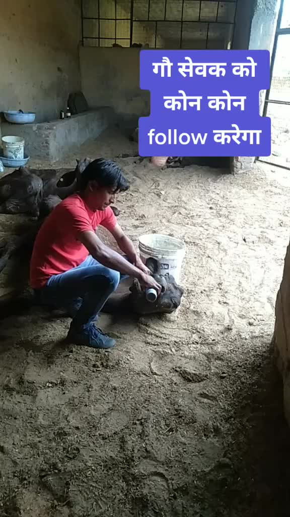 @sainiajeet390