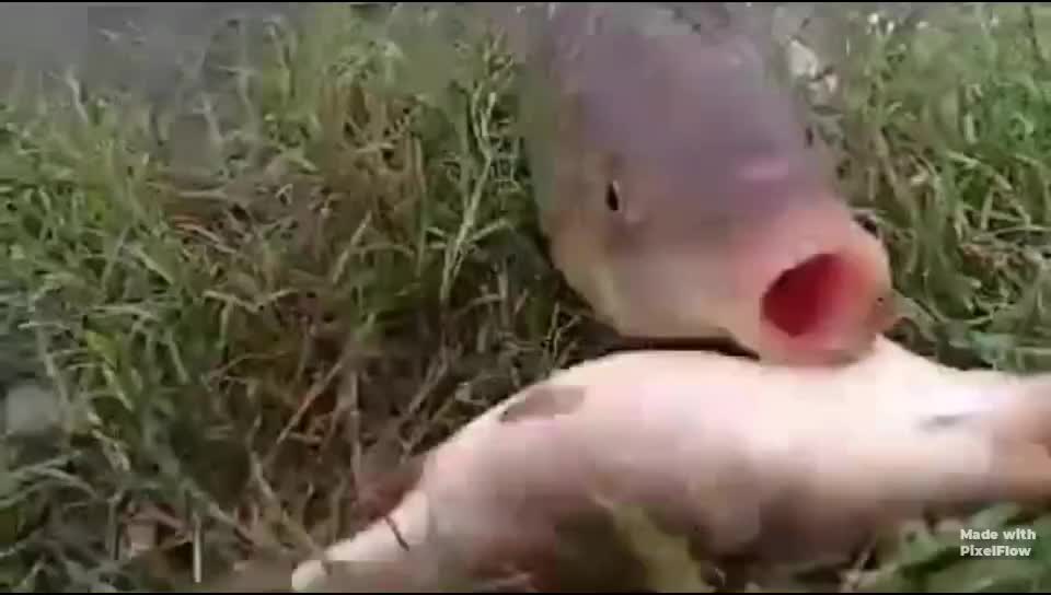 @sharifkhan
