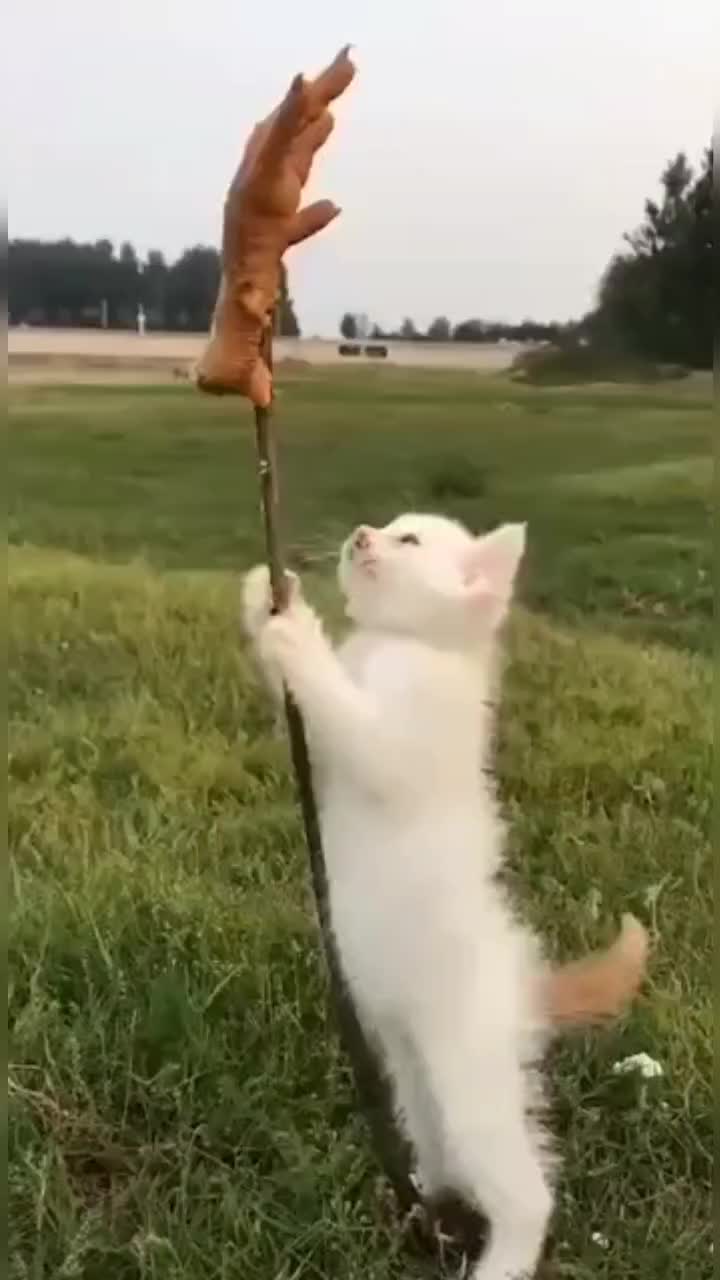 @leonupetpet